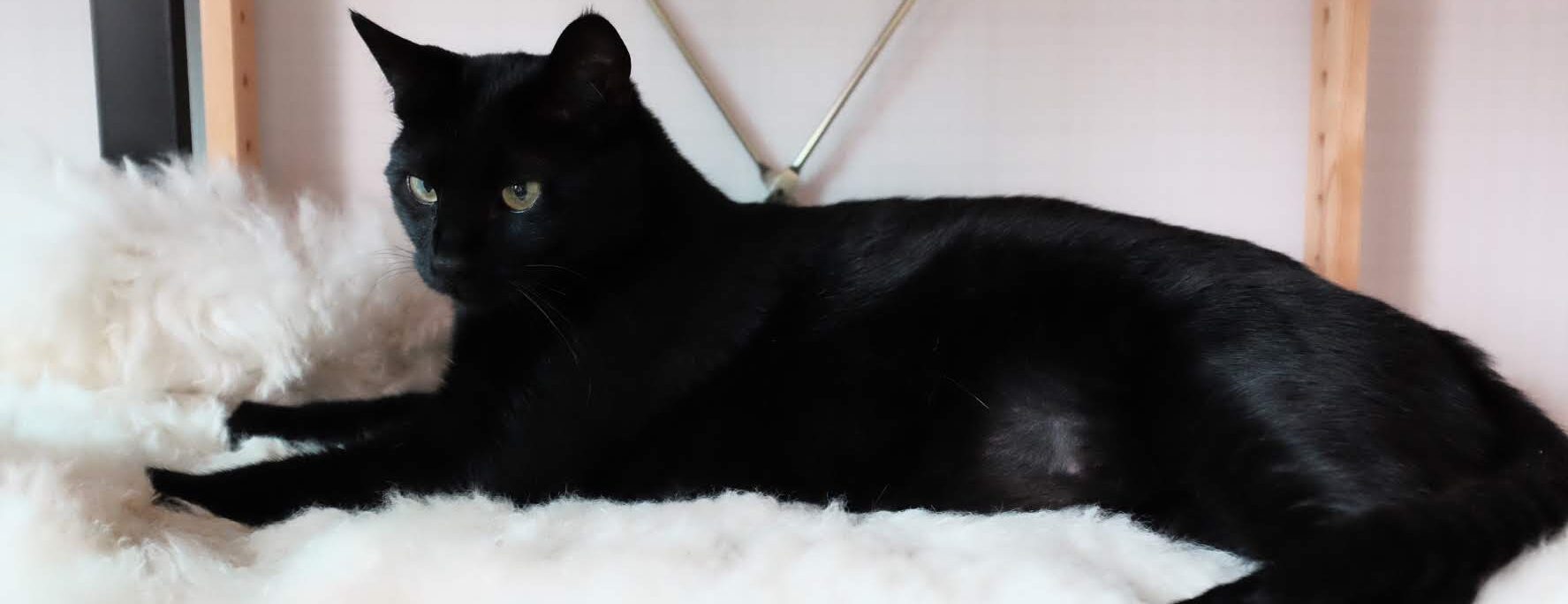 Blackcat Woodong blog